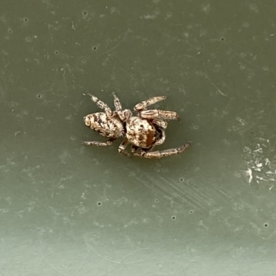 Opisthoncus sp. (genus) - 1 Jan 1900 by SteveBorkowskis