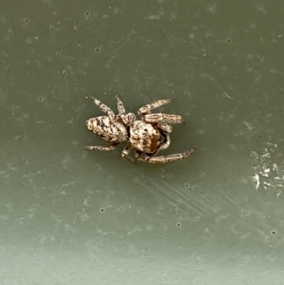 Unidentified Jumping or peacock spider (Salticidae) at Whitlam, ACT - 5 Nov 2023 by SteveBorkowskis