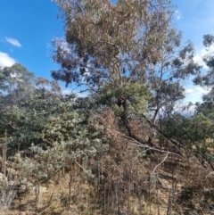 Callocephalon fimbriatum (Gang-gang Cockatoo) at Kambah, ACT - 6 Nov 2023 by Rosruth