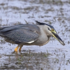 Butorides striata (Striated Heron) at Wellington Point, QLD - 4 Nov 2023 by TimL