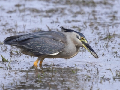 Butorides striata (Striated Heron) at Wellington Point, QLD - 5 Nov 2023 by TimL