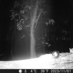 Cercartetus nanus (Eastern Pygmy Possum) at Mt Holland - 1 Nov 2023 by danswell