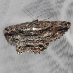 Scioglyptis chionomera (Grey Patch Bark Moth) at Acton, ACT - 3 Nov 2023 by JohnBundock