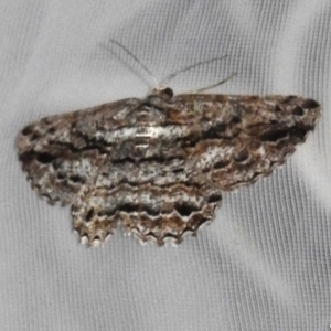 Scioglyptis chionomera at Acton, ACT - 3 Nov 2023 08:50 PM