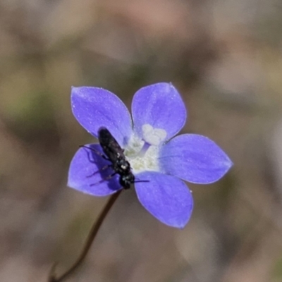 Lasioglossum (Chilalictus) sp. (genus & subgenus) at Stony Creek Nature Reserve - 6 Nov 2023 by Csteele4