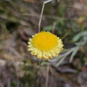 Coronidium scorpioides at Carwoola, NSW - 6 Nov 2023