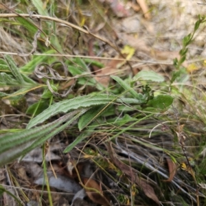 Coronidium scorpioides at Carwoola, NSW - 6 Nov 2023