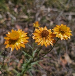 Xerochrysum viscosum at Carwoola, NSW - 6 Nov 2023