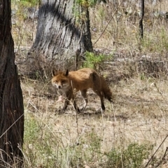 Vulpes vulpes (Red Fox) at Stony Creek Nature Reserve - 6 Nov 2023 by Csteele4