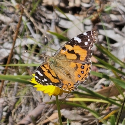 Vanessa kershawi (Australian Painted Lady) at Stony Creek Nature Reserve - 6 Nov 2023 by Csteele4