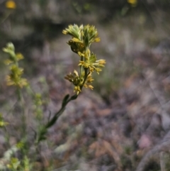 Pimelea curviflora var. sericea (Curved Riceflower) at Stony Creek Nature Reserve - 6 Nov 2023 by Csteele4