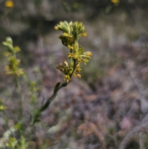 Pimelea curviflora var. sericea at Carwoola, NSW - 6 Nov 2023