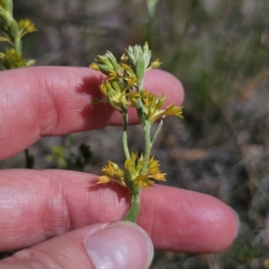 Pimelea curviflora var. sericea at Carwoola, NSW - 6 Nov 2023