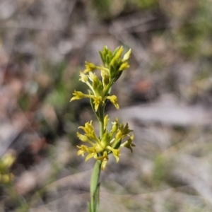 Pimelea curviflora var. sericea at Carwoola, NSW - 6 Nov 2023