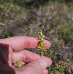 Pimelea curviflora var. sericea at Carwoola, NSW - 6 Nov 2023