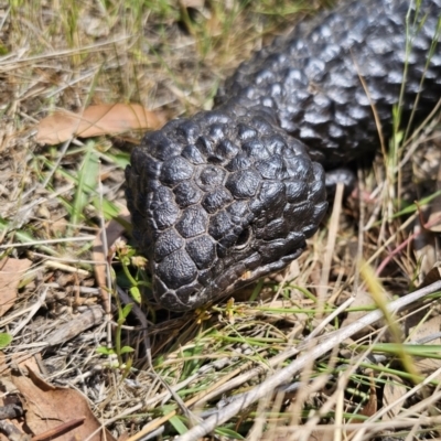 Tiliqua rugosa (Shingleback Lizard) at Carwoola, NSW - 6 Nov 2023 by Csteele4