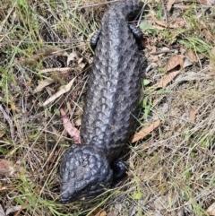 Tiliqua rugosa at Carwoola, NSW - 6 Nov 2023 02:25 PM