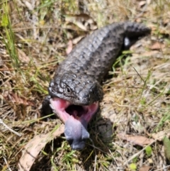 Tiliqua rugosa at Carwoola, NSW - 6 Nov 2023 02:25 PM