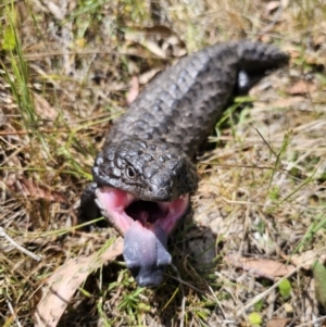 Tiliqua rugosa at Carwoola, NSW - 6 Nov 2023 02:25 PM