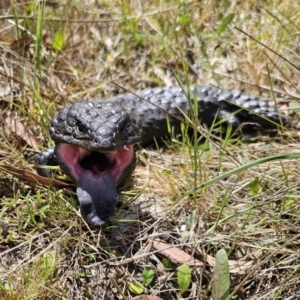 Tiliqua rugosa at Carwoola, NSW - 6 Nov 2023