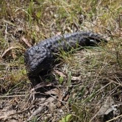 Tiliqua rugosa at Carwoola, NSW - 6 Nov 2023 02:25 PM