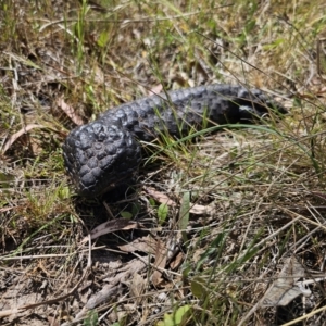 Tiliqua rugosa at Carwoola, NSW - 6 Nov 2023 02:25 PM