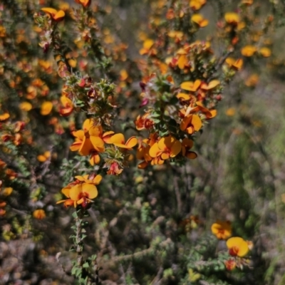 Pultenaea procumbens (Bush Pea) at Stony Creek Nature Reserve - 6 Nov 2023 by Csteele4