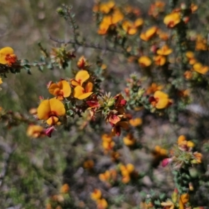 Pultenaea procumbens at Carwoola, NSW - 6 Nov 2023 02:52 PM