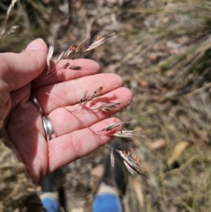 Rytidosperma pallidum at Carwoola, NSW - 6 Nov 2023