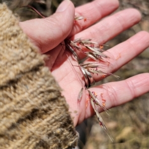 Rytidosperma pallidum at Carwoola, NSW - 6 Nov 2023