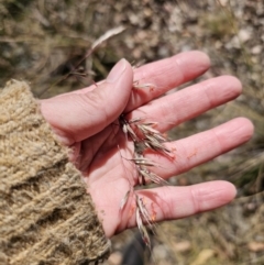 Rytidosperma pallidum at Carwoola, NSW - 6 Nov 2023