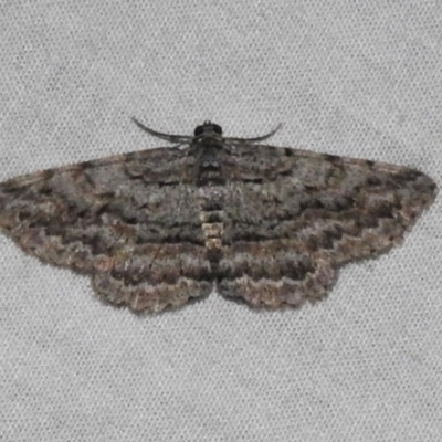Psilosticha attacta (Looper Moth) at Acton, ACT - 3 Nov 2023 by JohnBundock