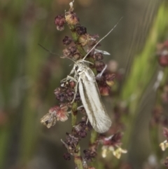 Philobota pilipes (A concealer moth) at Belconnen, ACT - 6 Nov 2023 by kasiaaus