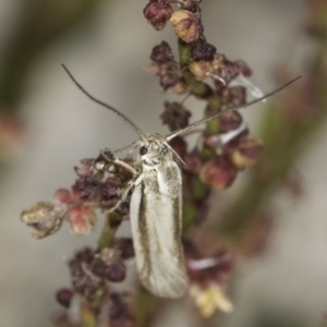 Philobota pilipes at Belconnen, ACT - 6 Nov 2023