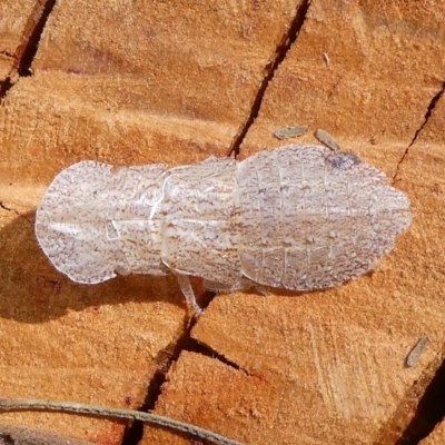 Ledromorpha planirostris (A leafhopper) at Charleys Forest, NSW - 6 Nov 2023 by arjay