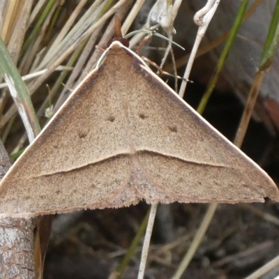 Epidesmia hypenaria (Long-nosed Epidesmia) at Charleys Forest, NSW - 6 Nov 2023 by arjay