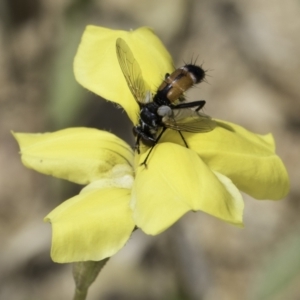 Cylindromyia sp. (genus) at Jarramlee North (JRN) - 6 Nov 2023