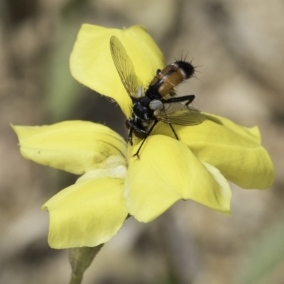Cylindromyia sp. (genus) (Bristle fly) at Jarramlee-West MacGregor Grasslands - 6 Nov 2023 by kasiaaus