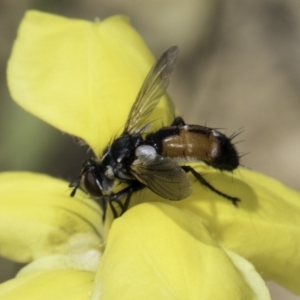 Cylindromyia sp. (genus) at Jarramlee North (JRN) - 6 Nov 2023