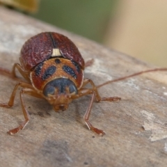 Cadmus (Cadmus) aurantiacus (Leaf beetle) at Mongarlowe River - 6 Nov 2023 by arjay