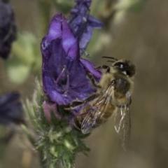 Apis mellifera (European honey bee) at Jarramlee-West MacGregor Grasslands - 6 Nov 2023 by kasiaaus