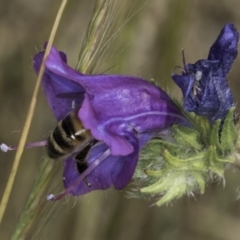 Apis mellifera at Jarramlee North (JRN) - 6 Nov 2023 11:54 AM