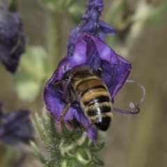 Apis mellifera at Jarramlee North (JRN) - 6 Nov 2023 11:54 AM