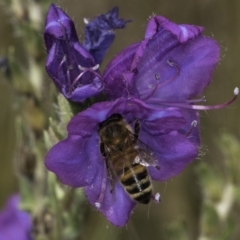 Apis mellifera at Jarramlee North (JRN) - 6 Nov 2023 11:54 AM