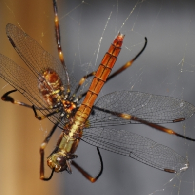 Orthetrum villosovittatum at Sheldon, QLD - 6 Nov 2023 by PJH123