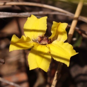 Goodenia hederacea subsp. hederacea at Canberra Central, ACT - 6 Nov 2023