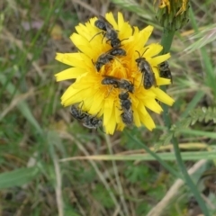 Lasioglossum (Chilalictus) lanarium (Halictid bee) at Emu Creek - 6 Nov 2023 by JohnGiacon
