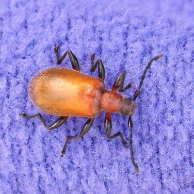 Ecnolagria grandis (Honeybrown beetle) at Canberra Central, ACT - 6 Nov 2023 by ConBoekel