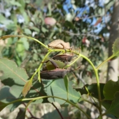 Amorbus sp. (genus) (Eucalyptus Tip bug) at Flea Bog Flat to Emu Creek Corridor - 6 Nov 2023 by JohnGiacon