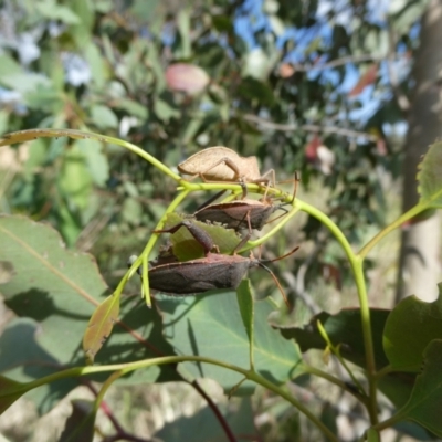 Amorbus (genus) (Eucalyptus Tip bug) at Emu Creek - 6 Nov 2023 by JohnGiacon